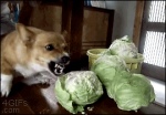 Cabbage Dog